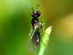 Eulophid Chalcid Wasp